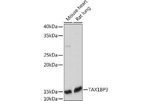 Western blot analysis of extracts of various cell lines, using TBP3 Rabbit mAb (ABIN7270742) at 1:1000 dilution. (TAX1BP3 antibody)