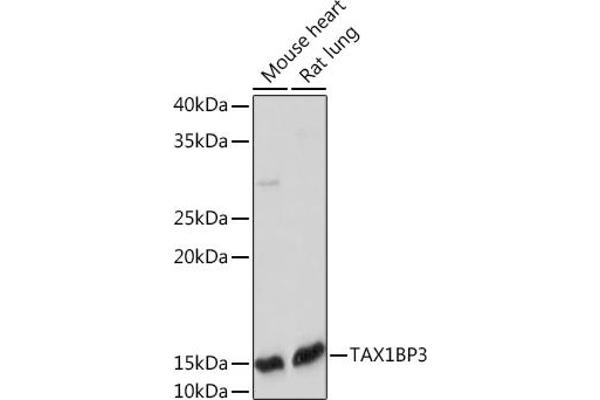 TAX1BP3 antibody