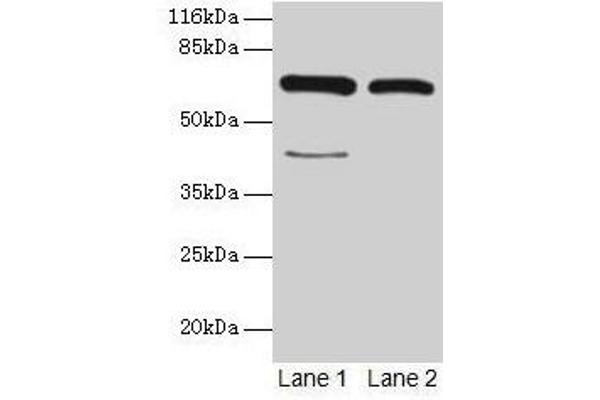 CTP Synthase antibody  (AA 300-554)