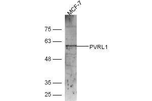 Lane 1: MCF-7 lysates probed with Rabbit Anti-Nectin1/CD111 Polyclonal Antibody, Unconjugated (ABIN1387462) at 1:300 overnight at 4˚C. (PVRL1 antibody  (AA 31-130))