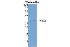 Western Blotting (WB) image for anti-Lysyl Oxidase-Like 1 (LOXL1) (AA 393-603) antibody (ABIN1859683) (LOXL1 antibody  (AA 393-603))