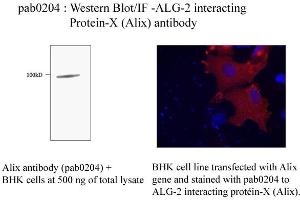 Image no. 1 for anti-Programmed Cell Death 6 Interacting Protein (PDCD6IP) antibody (ABIN347079) (ALIX antibody)