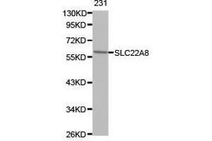 Western Blotting (WB) image for anti-Solute Carrier Family 22 (Organic Anion Transporter), Member 8 (SLC22A8) antibody (ABIN1874817)