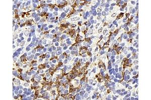 Immunohistochemistry analysis of paraffin-embedded rat thymus gland using CD177 Polyclonal Antibody at dilution of 1:300. (CD177 antibody)