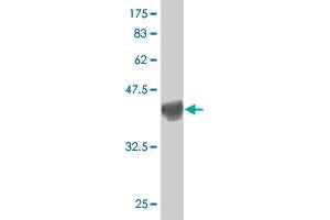 Western Blot detection against Immunogen (37. (PCSK6 antibody  (AA 860-969))