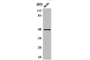 Western Blot analysis of HuvEc cells using Phospho-AP-1/Jun D (S73/100) Polyclonal Antibody (C-JUN antibody  (pSer73, pSer100))