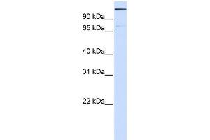 WB Suggested Anti-TNKS1BP1 Antibody Titration: 0. (TNKS1BP1 antibody  (Middle Region))