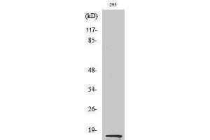 Western Blotting (WB) image for anti-MK (C-Term) antibody (ABIN3180732) (MK (C-Term) antibody)