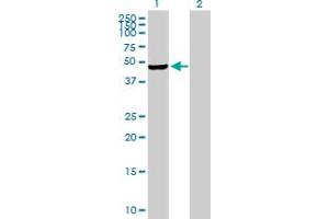 Western Blot analysis of PIP4K2C expression in transfected 293T cell line by PIP4K2C MaxPab polyclonal antibody.