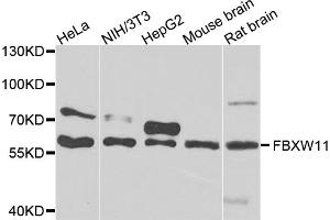 Western blot analysis of extracts of various cell lines, using FBXW11 antibody (ABIN5975739) at 1/1000 dilution. (FBXW11 antibody)