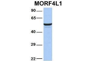 Western Blotting (WB) image for anti-Mortality Factor 4 Like 1 (MORF4L1) (N-Term) antibody (ABIN2777615)