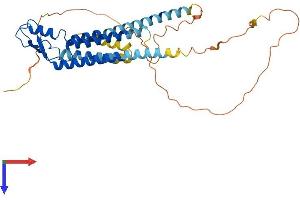 Cx40/GJA5 Protein (AA 1-358) (His tag)