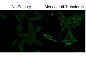 Immunofluorescence Microscopy of Mouse Anti-Fluorescein antibody. (Fluorescein antibody)