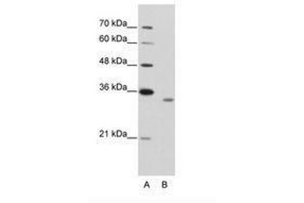 RBM4B antibody  (AA 290-339)