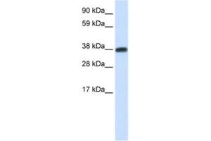 Western Blotting (WB) image for anti-DMRT-Like Family C2 (DMRTC2) antibody (ABIN2461518) (DMRTC2 antibody)