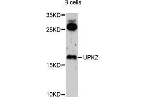 Western blot analysis of extracts of B-cell cells, using UPK2 antibody (ABIN4905559) at 1:1000 dilution.