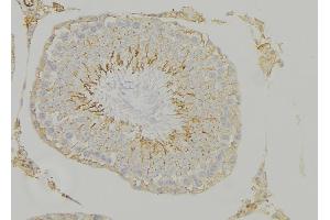 ABIN6268940 at 1/100 staining Mouse testis tissue by IHC-P. (HMOX1 antibody  (Internal Region))