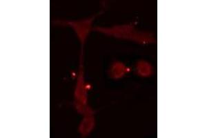 ABIN6275073 staining  Hela cells by IF/ICC. (POLR3A antibody  (N-Term))
