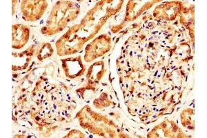 IHC image of ABIN7157190 diluted at 1:300 and staining in paraffin-embedded human kidney tissue performed on a Leica BondTM system. (Kallikrein 1 antibody  (AA 25-262))