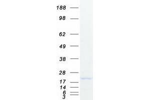 Validation with Western Blot