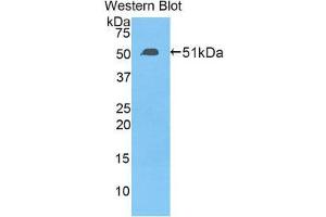 Western Blotting (WB) image for anti-Transcription Factor A, Mitochondrial (TFAM) (AA 43-244) antibody (ABIN1860702) (TFAM antibody  (AA 43-244))