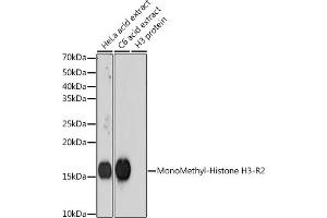 Western blot analysis of extracts of various cell lines, using MonoMethyl-Histone H3-R2 antibody (ABIN7267686) at 1:1000 dilution. (Histone 3 antibody  (H3R2me))
