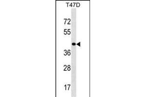 HOXD8 Antibody (C-term) (ABIN1536919 and ABIN2850170) western blot analysis in T47D cell line lysates (35 μg/lane). (HOXD8 antibody  (C-Term))