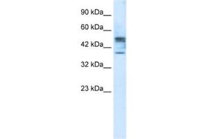 Western Blotting (WB) image for anti-Carbohydrate (N-Acetylglucosamine 6-O) Sulfotransferase 4 (CHST4) antibody (ABIN2461213)