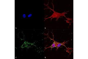 Immunocytochemistry/Immunofluorescence analysis using Mouse Anti-Synaptotagmin-7 Monoclonal Antibody, Clone S275-14 (ABIN1686633). (SYT7 antibody  (AA 150-239))