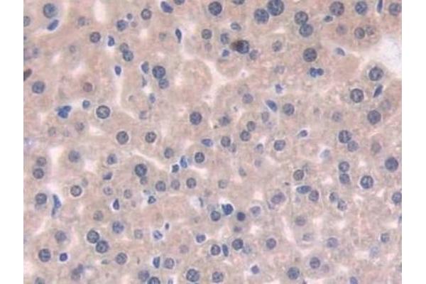 C6orf150 antibody  (AA 211-395)