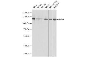 Western blot analysis of extracts of various cell lines using SND1 Polyclonal Antibody at dilution of 1:1000. (SND1 antibody)