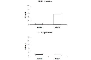 ChIP assays were performed using the U-2 OS (human osteosarcoma cell line), MBD1 polyclonal antibody  and optimized PCR primer sets. (MBD1 antibody  (N-Term))