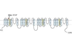 Representative domain view of the target of ABIN7884825.