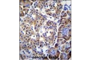 SMYD4 Antibody (C-term) (ABIN655528 and ABIN2845041) immunohistochemistry analysis in formalin fixed and paraffin embedded human pancreas tissue followed by peroxidase conjugation of the secondary antibody and DAB staining. (SMYD4 antibody  (C-Term))