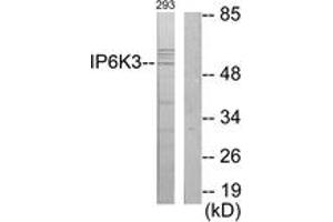 Western blot analysis of extracts from 293 cells, using IP6K3 Antibody. (IP6K3 antibody  (AA 201-250))