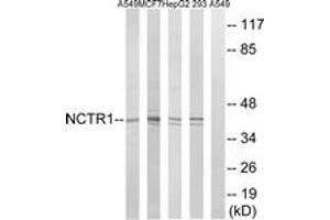 Western blot analysis of extracts from 293/HepG2/MCF-7/A549 cells, using NCR1 Antibody. (NCR1 antibody  (AA 145-194))