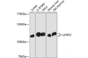Western blot analysis of extracts of various cell lines using Uhrf2 Polyclonal Antibody at dilution of 1:1000. (UHRF2 antibody)