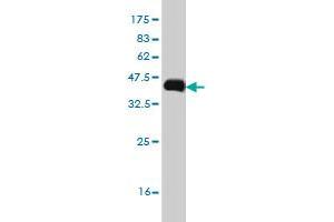 Western Blotting (WB) image for anti-Interleukin 31 Receptor A (IL31RA) (AA 21-120) antibody (ABIN566814)