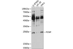 Western blot analysis of extracts of various cell lines, using PCNP antibody (ABIN7269256) at 1:1000 dilution.