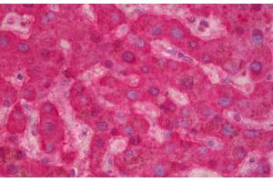 Anti-F9 / Factor IX antibody IHC staining of human liver. (Coagulation Factor IX antibody)