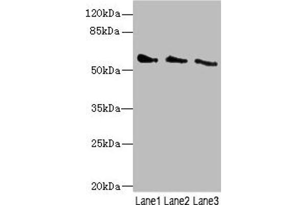 CHRNG antibody  (AA 328-517)