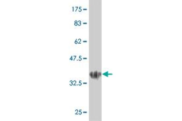 Lbx1 antibody  (AA 133-219)