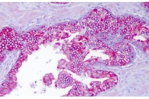 Anti-PTTG1IP antibody IHC staining of human prostate, epithelium.