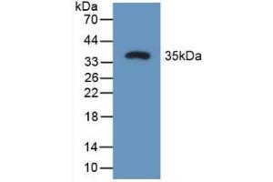 Western Blot; Sample: Recombinant OPN, Rat. (Osteopontin antibody  (AA 17-317))