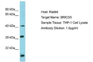 Host: Rabbit Target Name: BRICD5 Sample Type: THP-1 Whole Cell lysates Antibody Dilution: 1. (BRICD5 antibody  (N-Term))