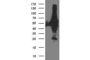 XPNPEP3 antibody