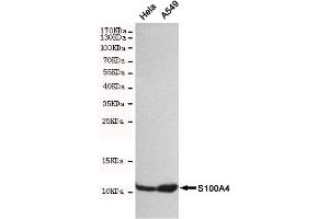 Western blot detection of S100A4 in Hela and A549 cell lysates using S100A4 mouse mAb(dilution 1:500). (s100a4 antibody)