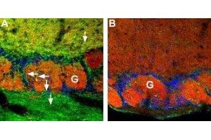 Expression of CNGA4 in mouse olfactory bulb - Immunohistochemical staining of CNGA4 channel in mouse olfactory bulb using Anti-CNGA4 Antibody (ABIN7043092 and ABIN7044985). (CNGA4 antibody  (Intracellular, N-Term))