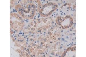 Used in DAB staining on fromalin fixed paraffin- embedded kidney tissue (PEX1 antibody  (AA 62-219))