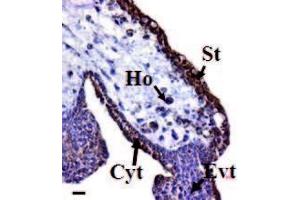 Image no. 1 for anti-Prokineticin 1 (Prok1) (N-Term) antibody (ABIN347051) (Prokineticin 1 antibody  (N-Term))